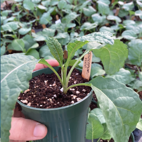 Dinosaur Kale
