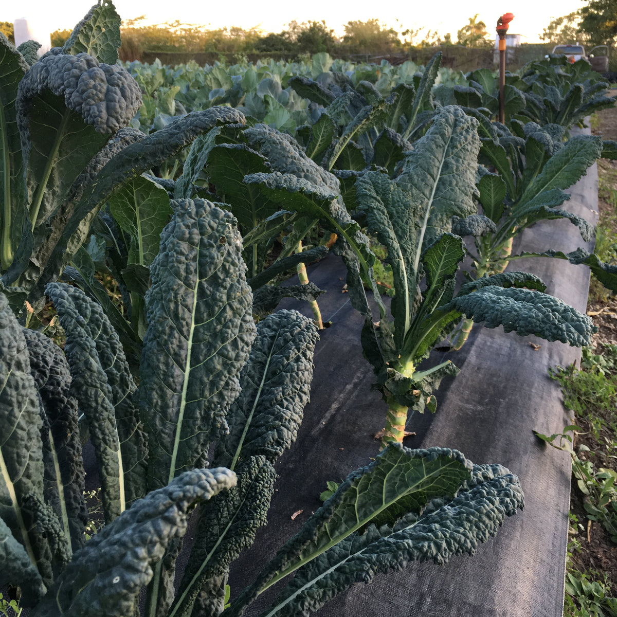 Dinosaur Kale