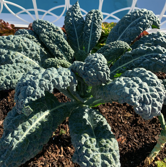 Dinosaur Kale Seed Packet