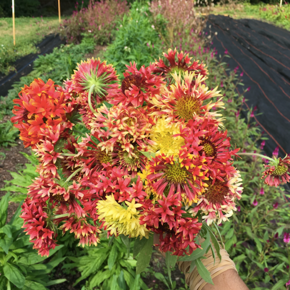 Double Blanketflower