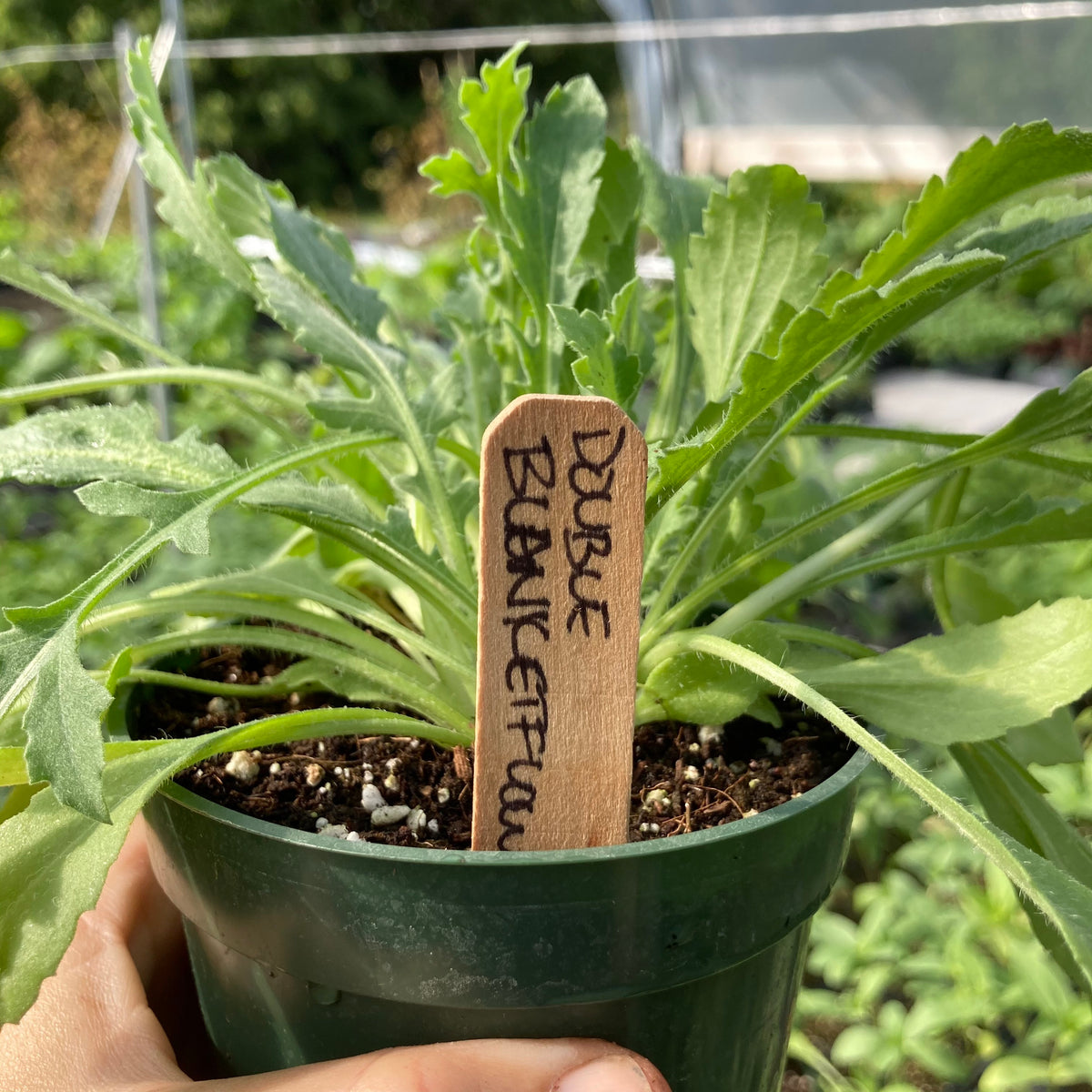 Double Blanketflower