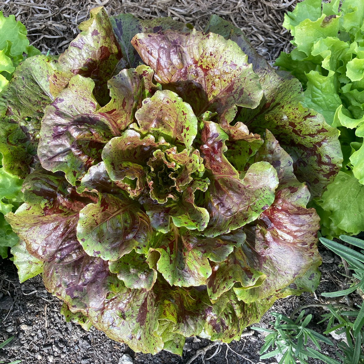 Dubya Dapple Density Lettuce
