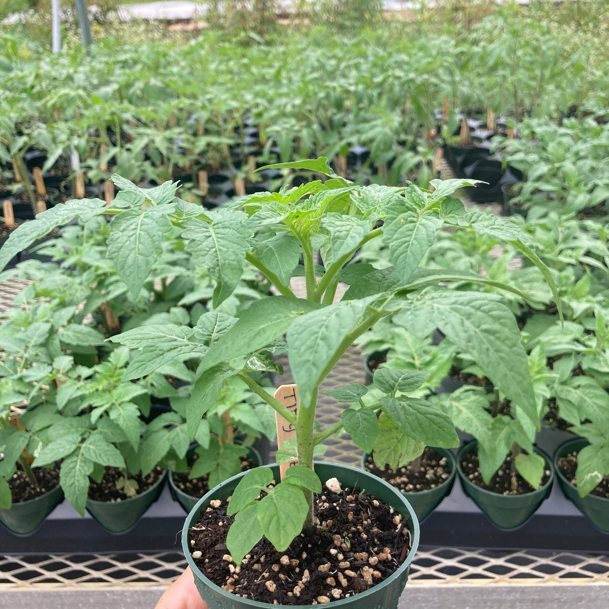 Tidy Treats Cherry Tomato