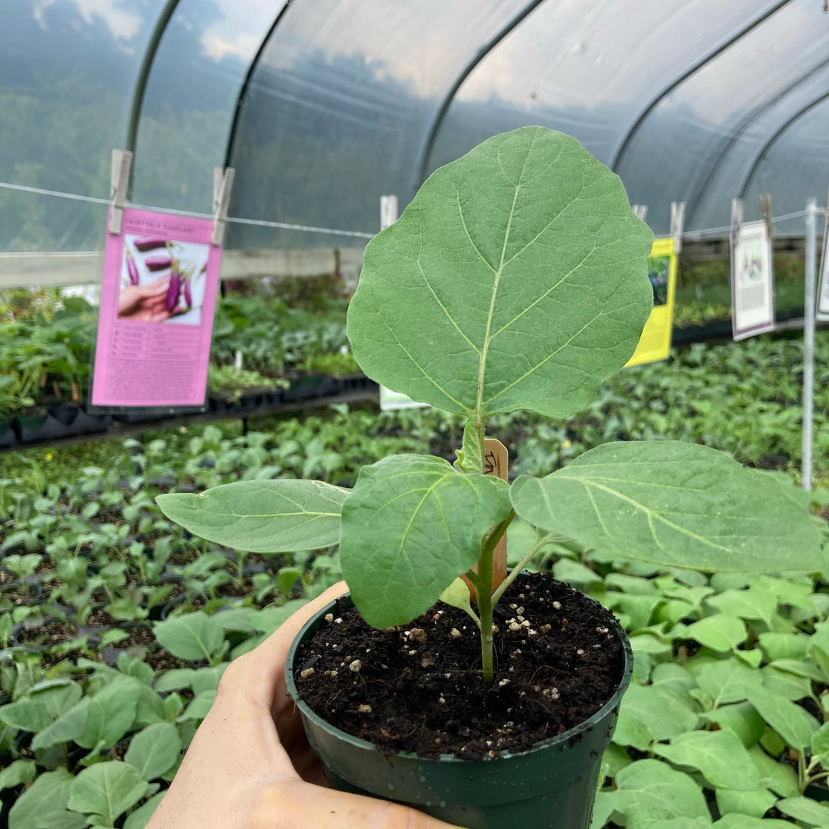 Fairy Tale Eggplant