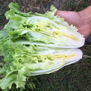Escarole Natacha
