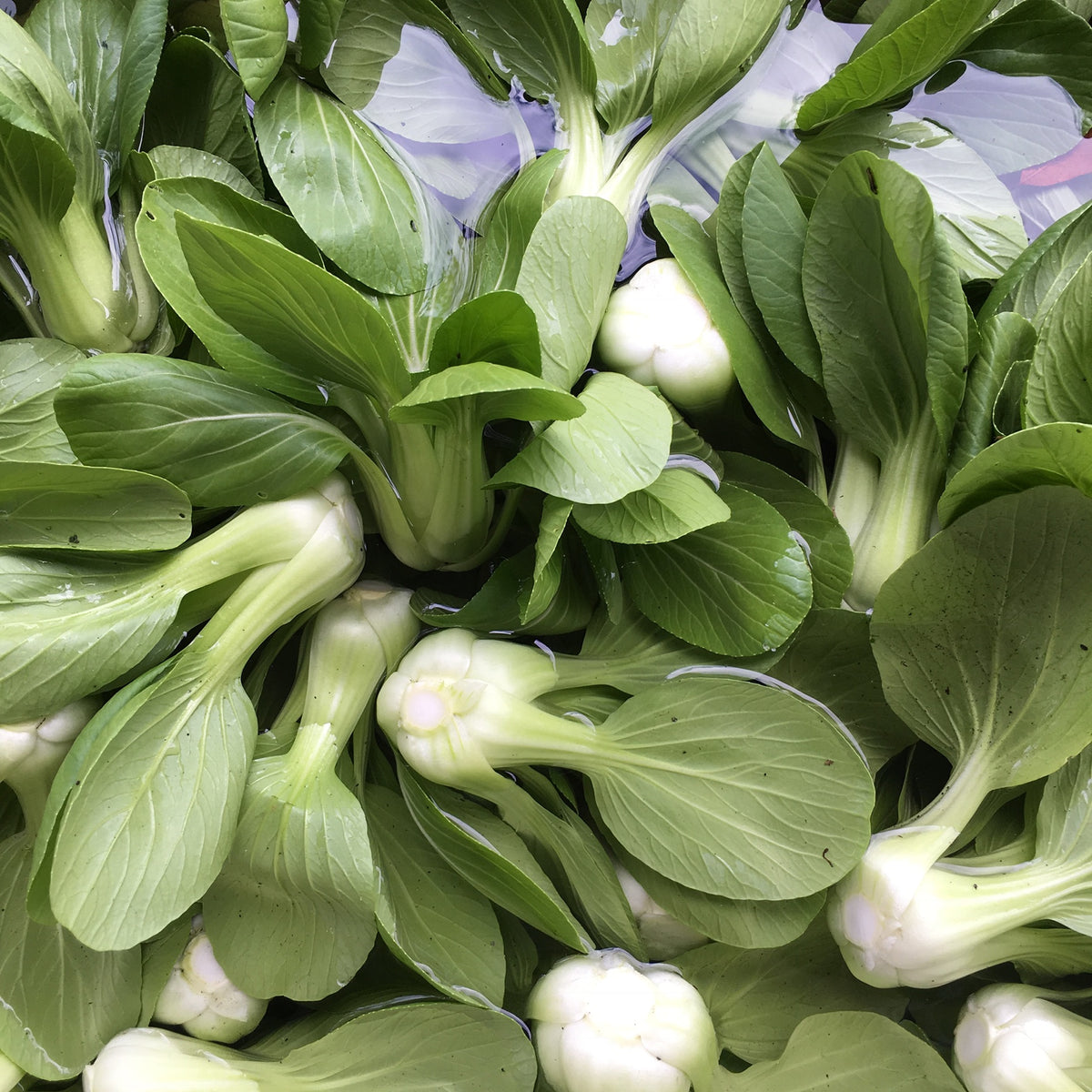 Mei Qing Choi Baby Bok Choi Seed Packet