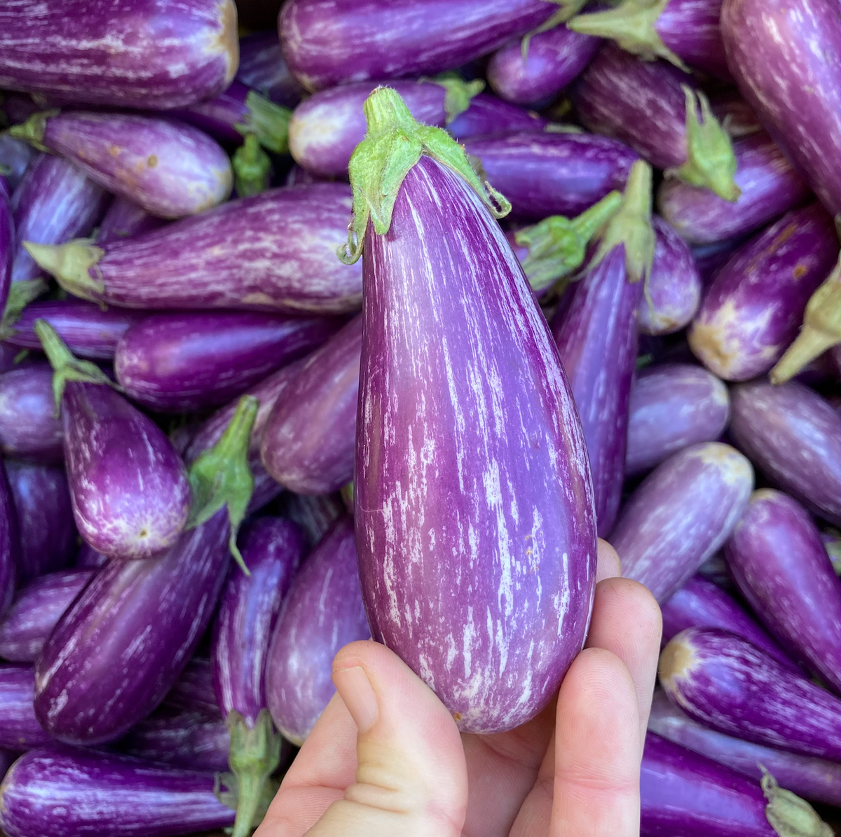 Fairy Tale Eggplant