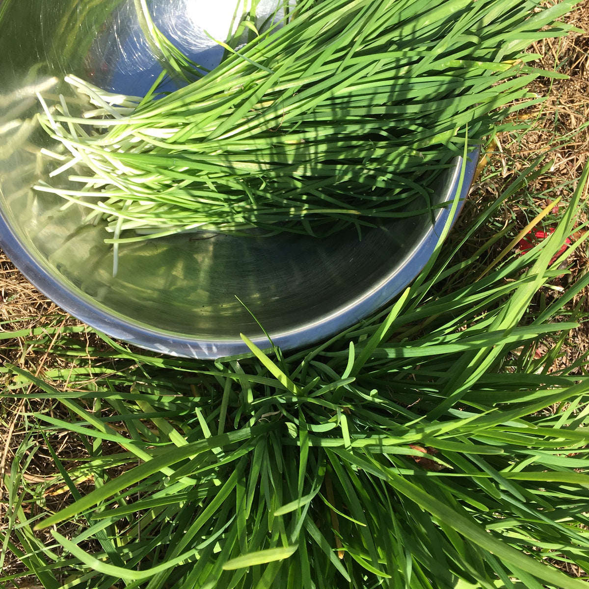 Garlic Chives