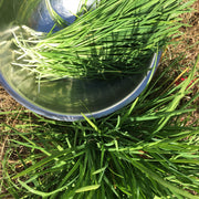 Garlic Chives