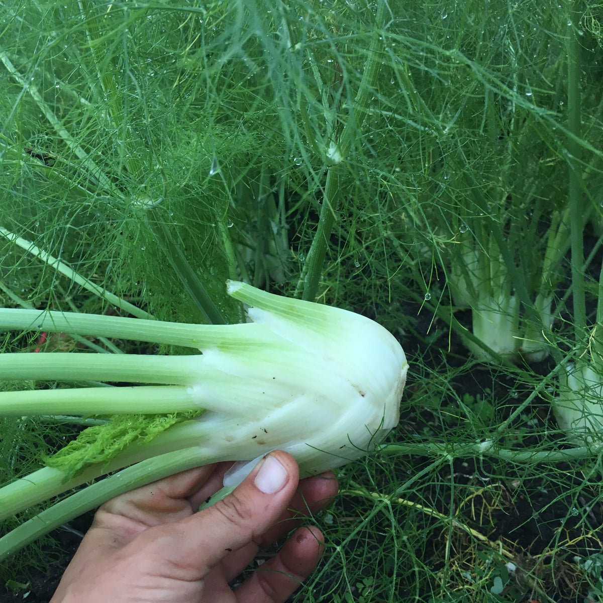 Fennel - 6 pack