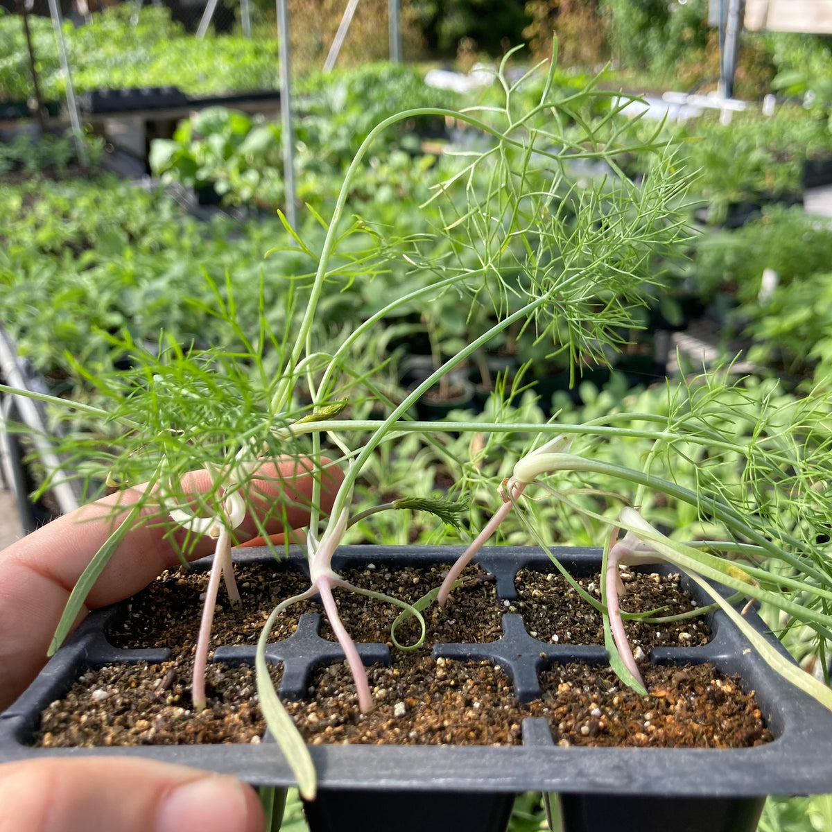 Fennel - 6 pack