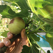Brown Turkey Fig Tree