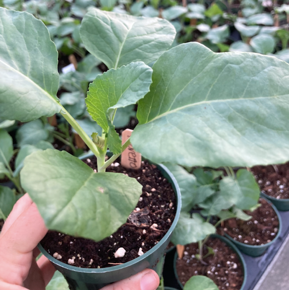 Fioretto