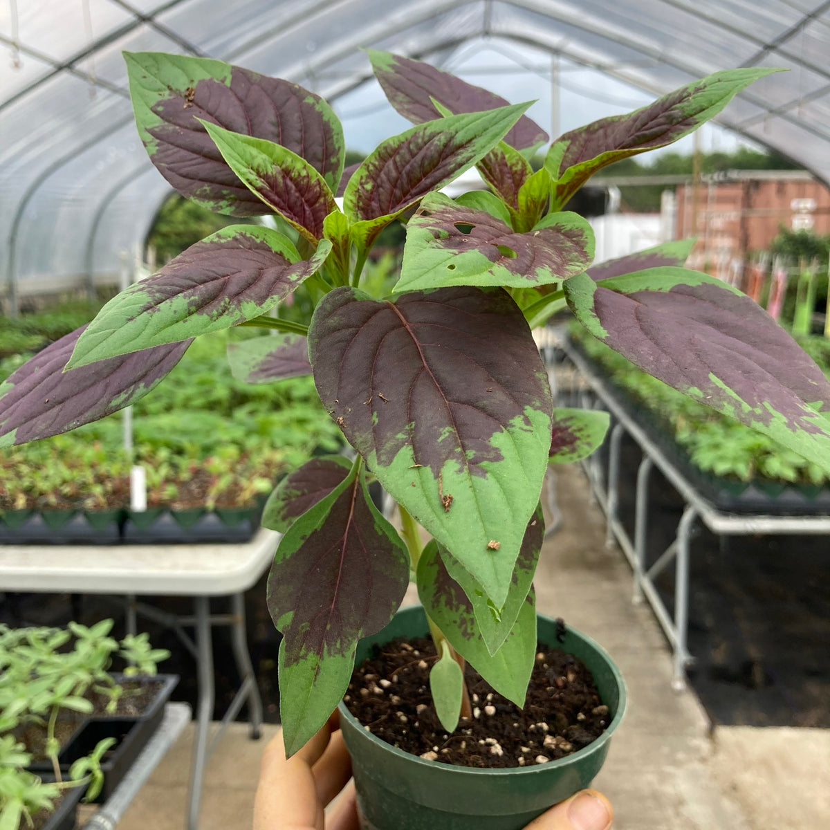 Flamingo Celosia