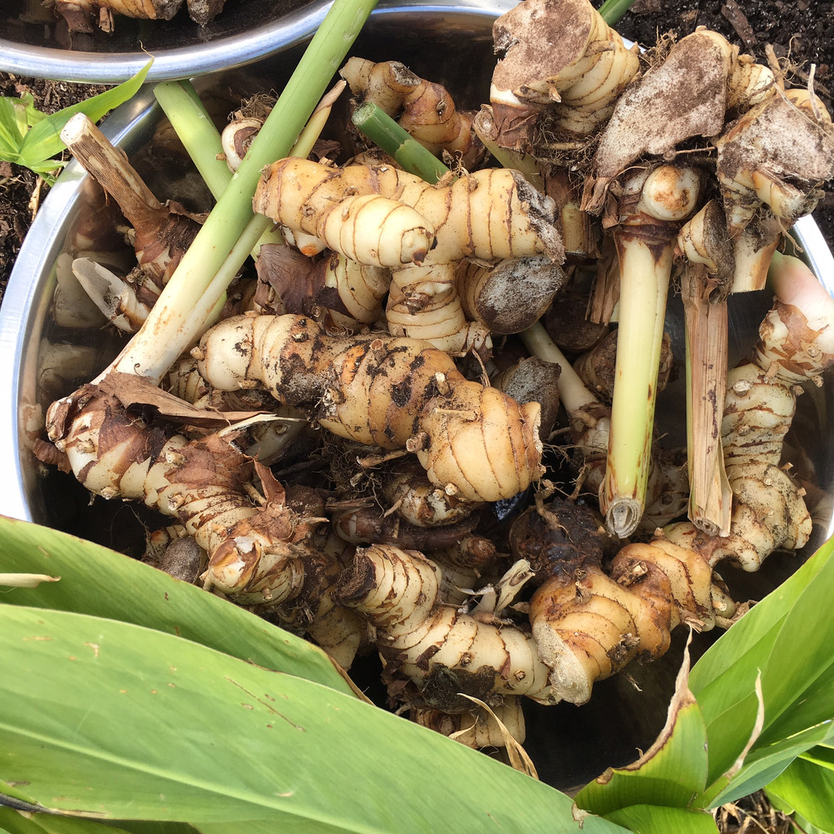 Galangal