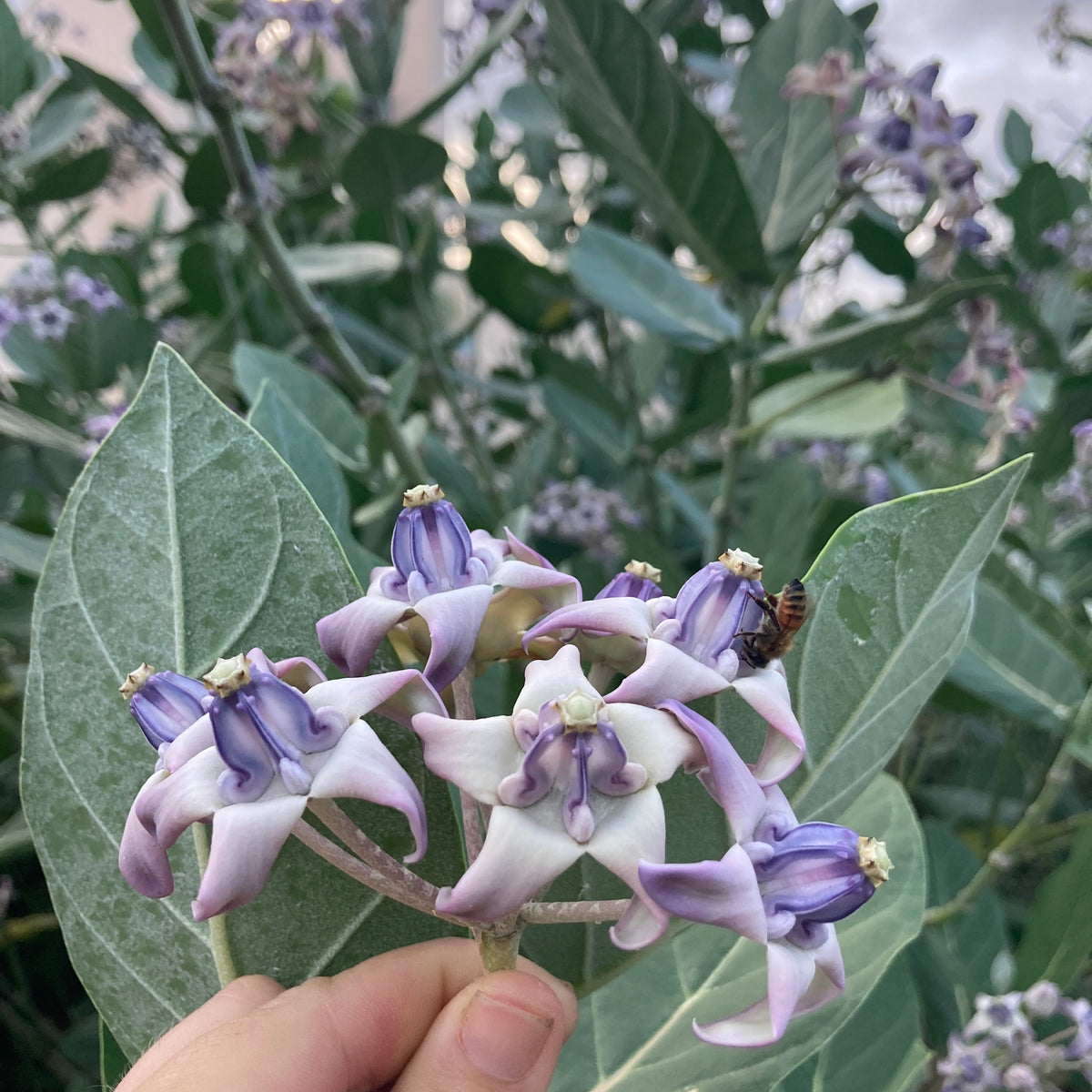 Giant Milkweed