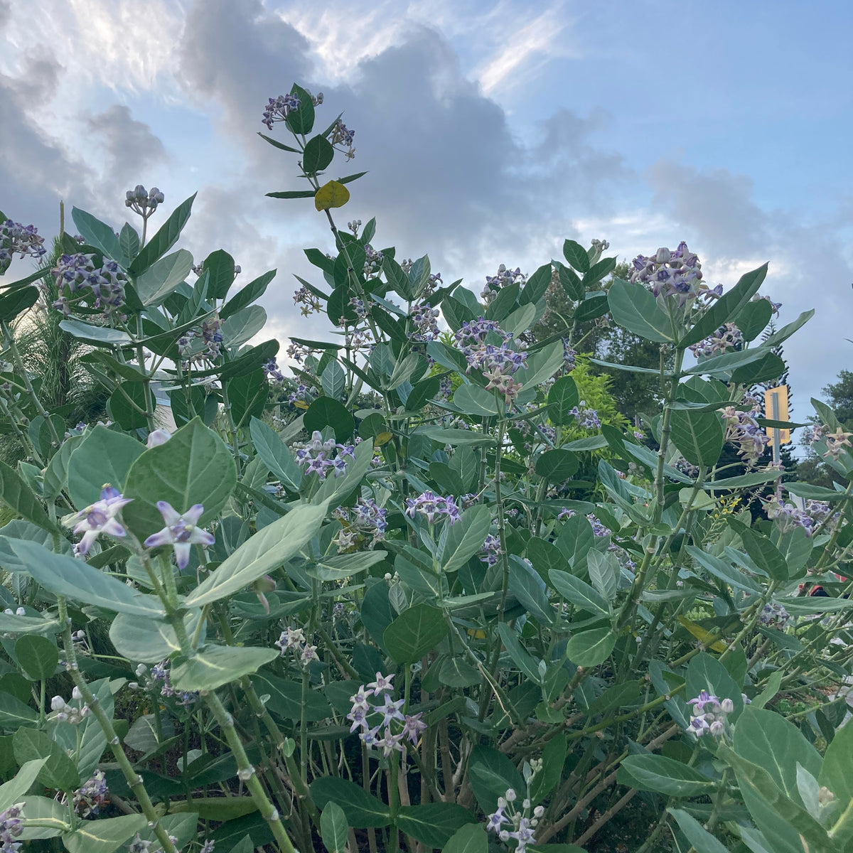 Giant Milkweed
