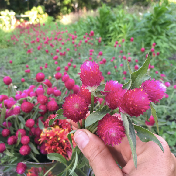 Carmine Globe Amaranth aka Gomphrena