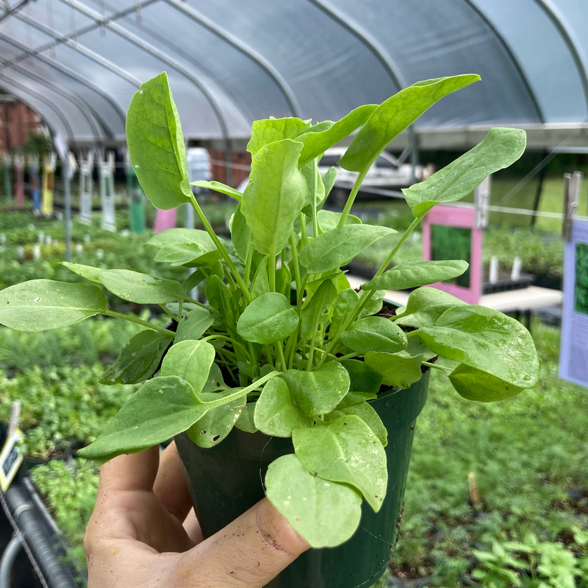 Green Sorrel