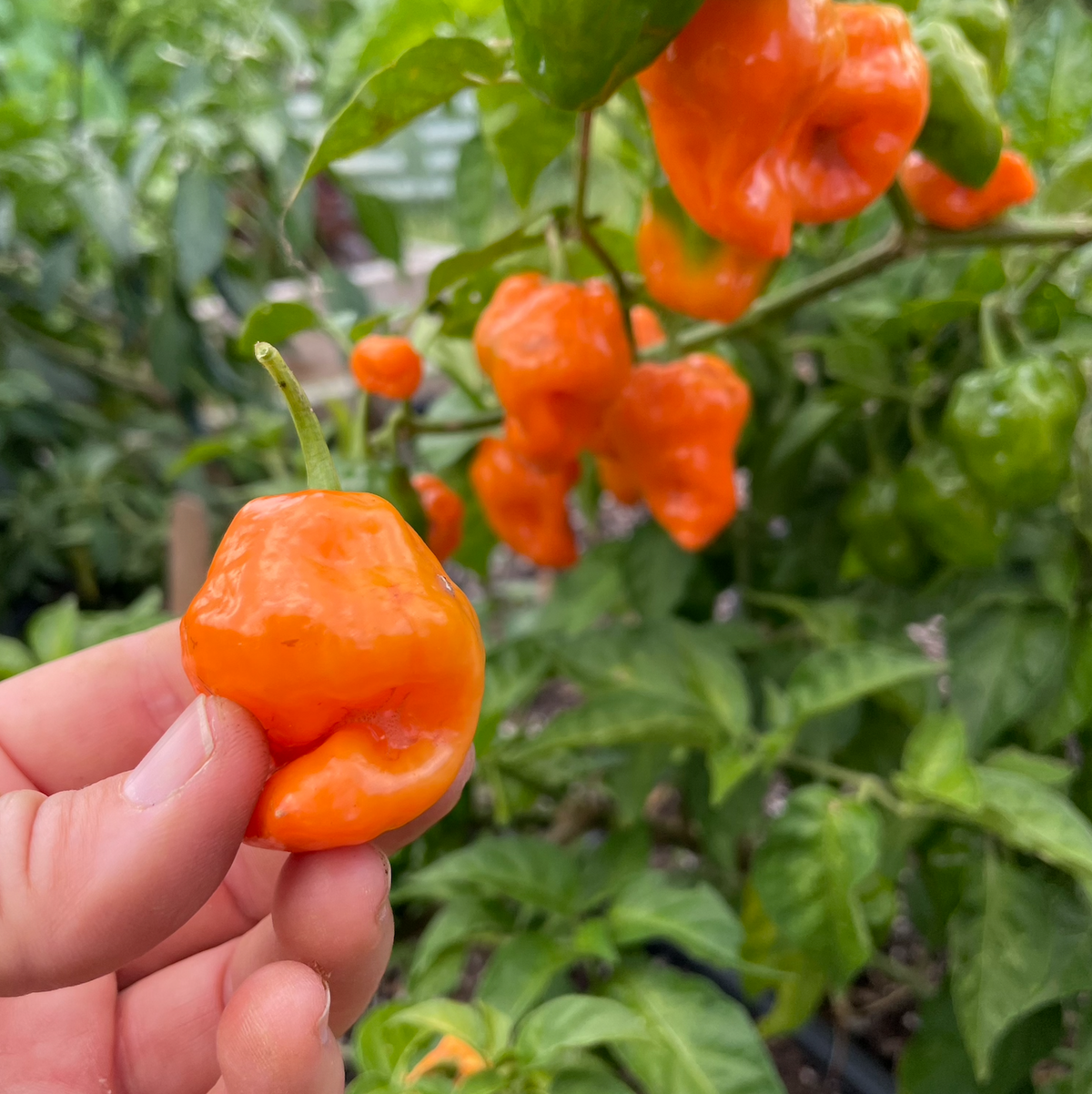 Helios Habanero Pepper