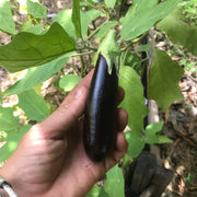 Hansel Eggplant