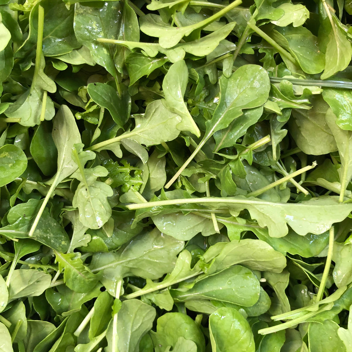 Astro & Esmee Arugula 6 pack