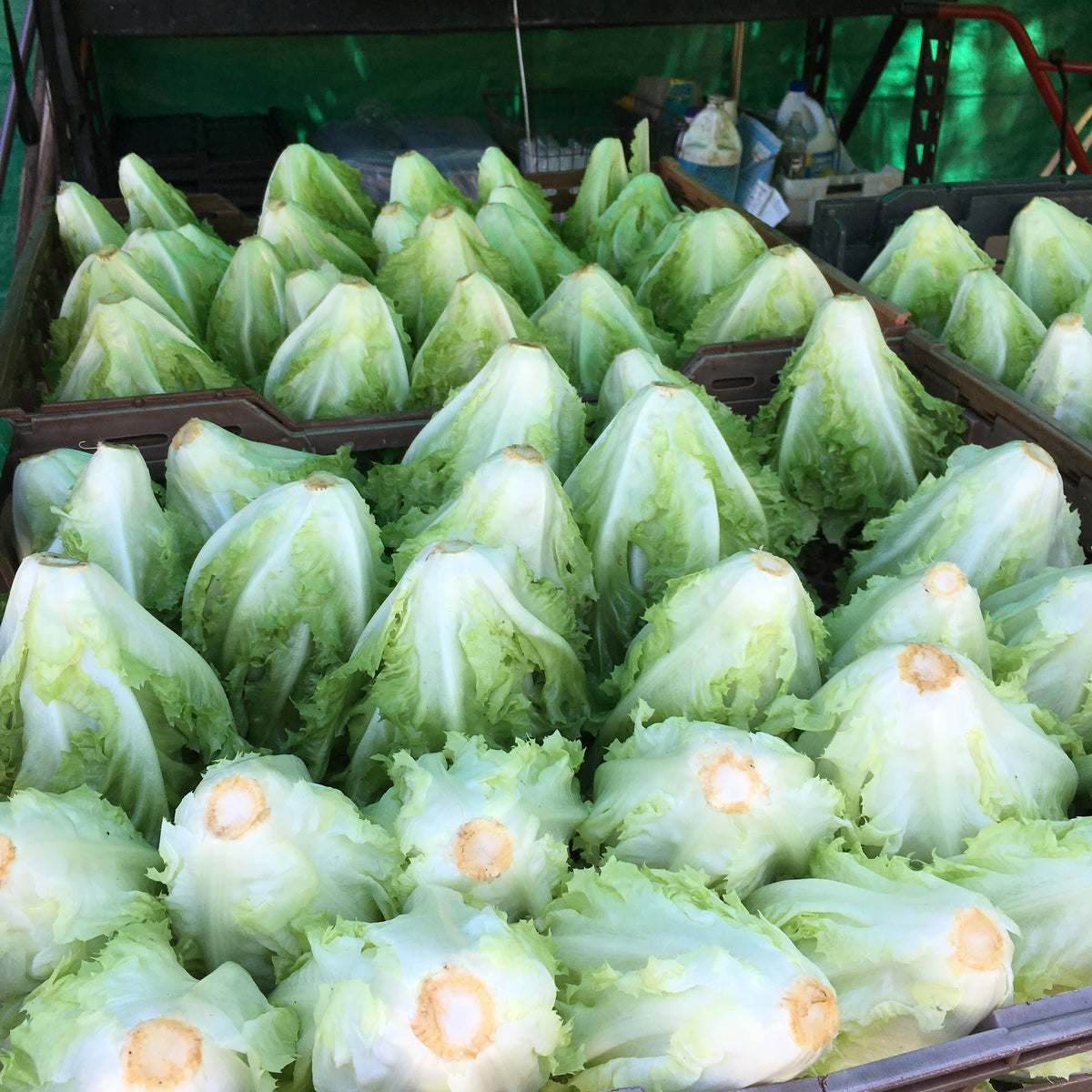 Escarole Natacha