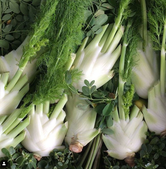 Fennel - 6 pack