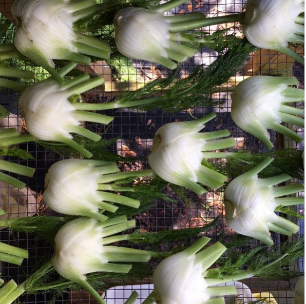 Fennel - 6 pack