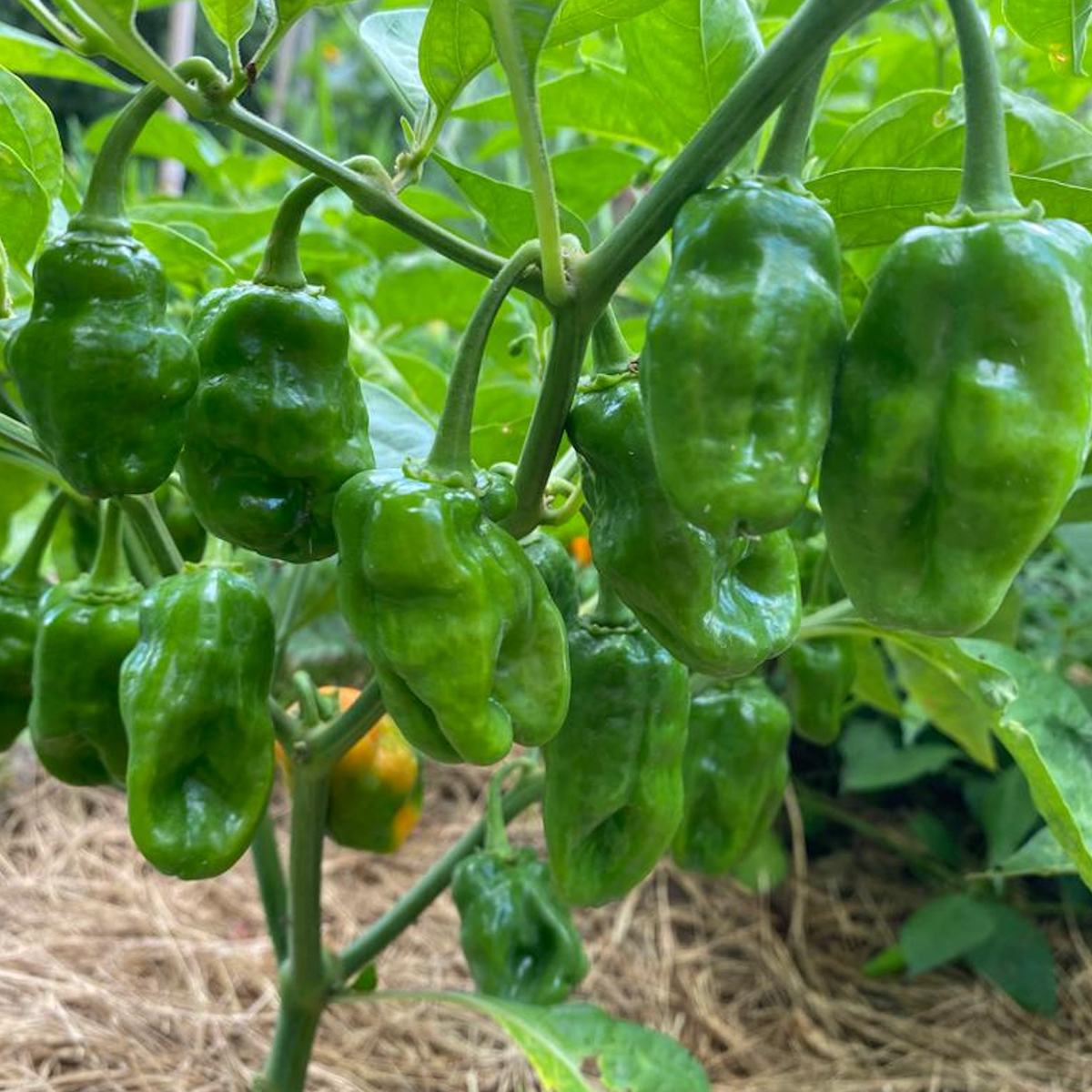 Helios Habanero Pepper