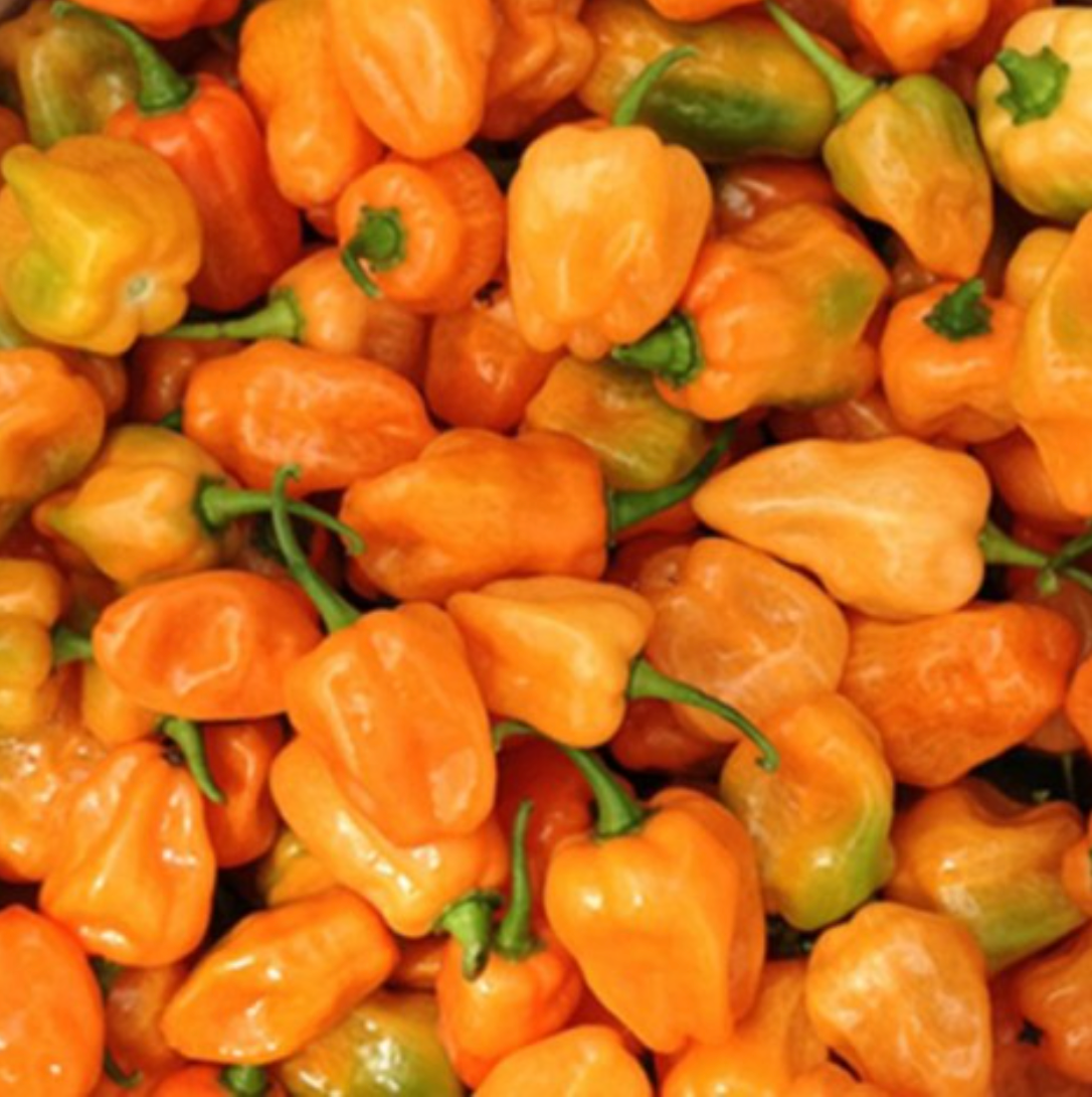 Habanero Pepper Seed Packet