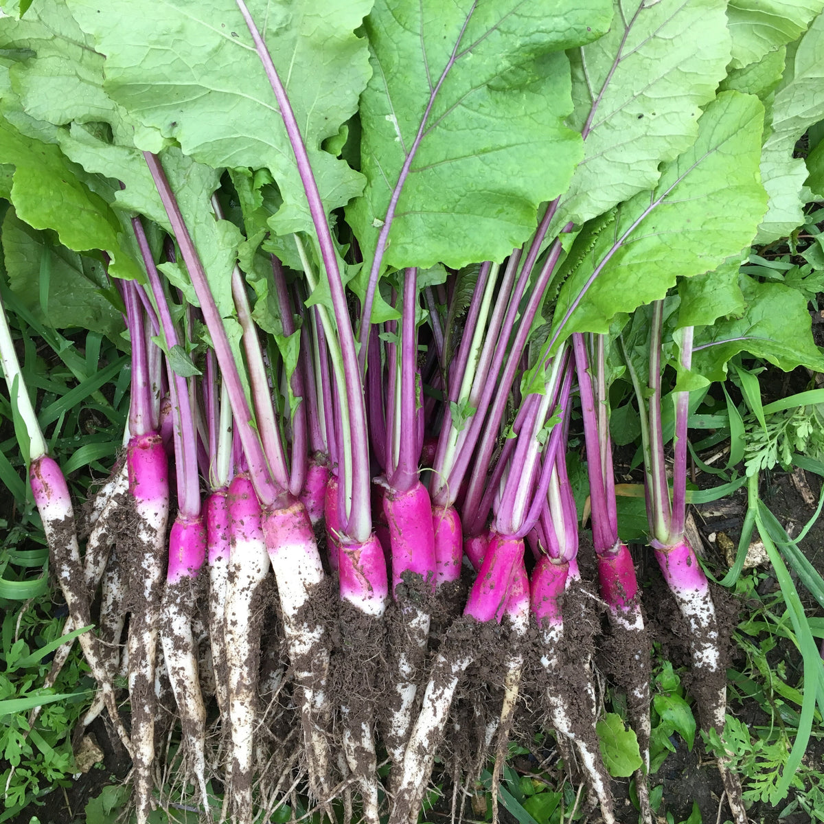 Hinona Kabu Turnip Seed Packet