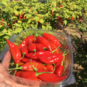 Hot Paper Lantern Pepper