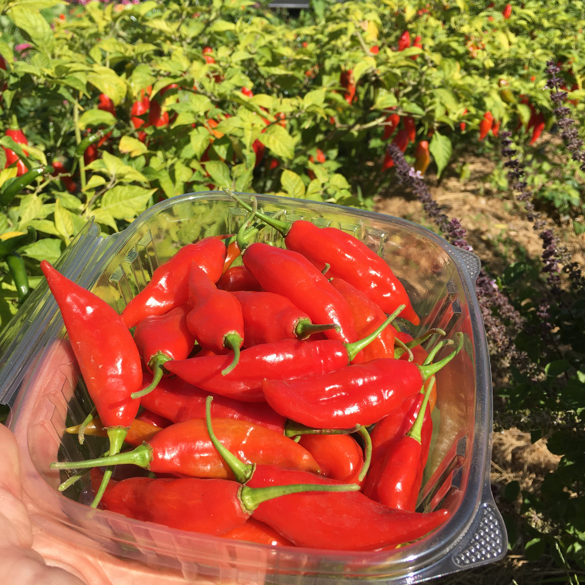 Hot Paper Lantern Pepper