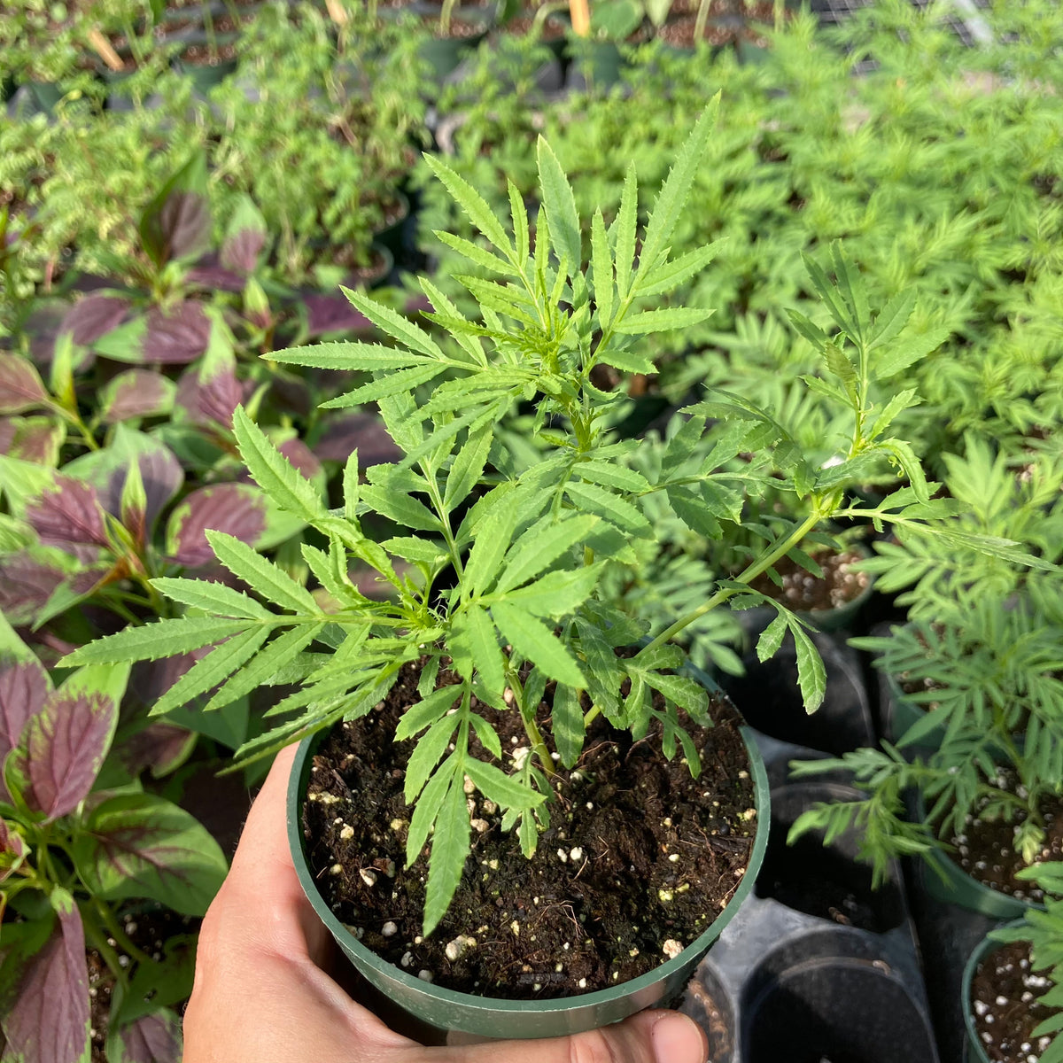 Huacatay / Black Mint