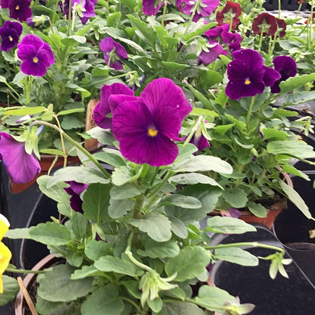 Assorted Violas