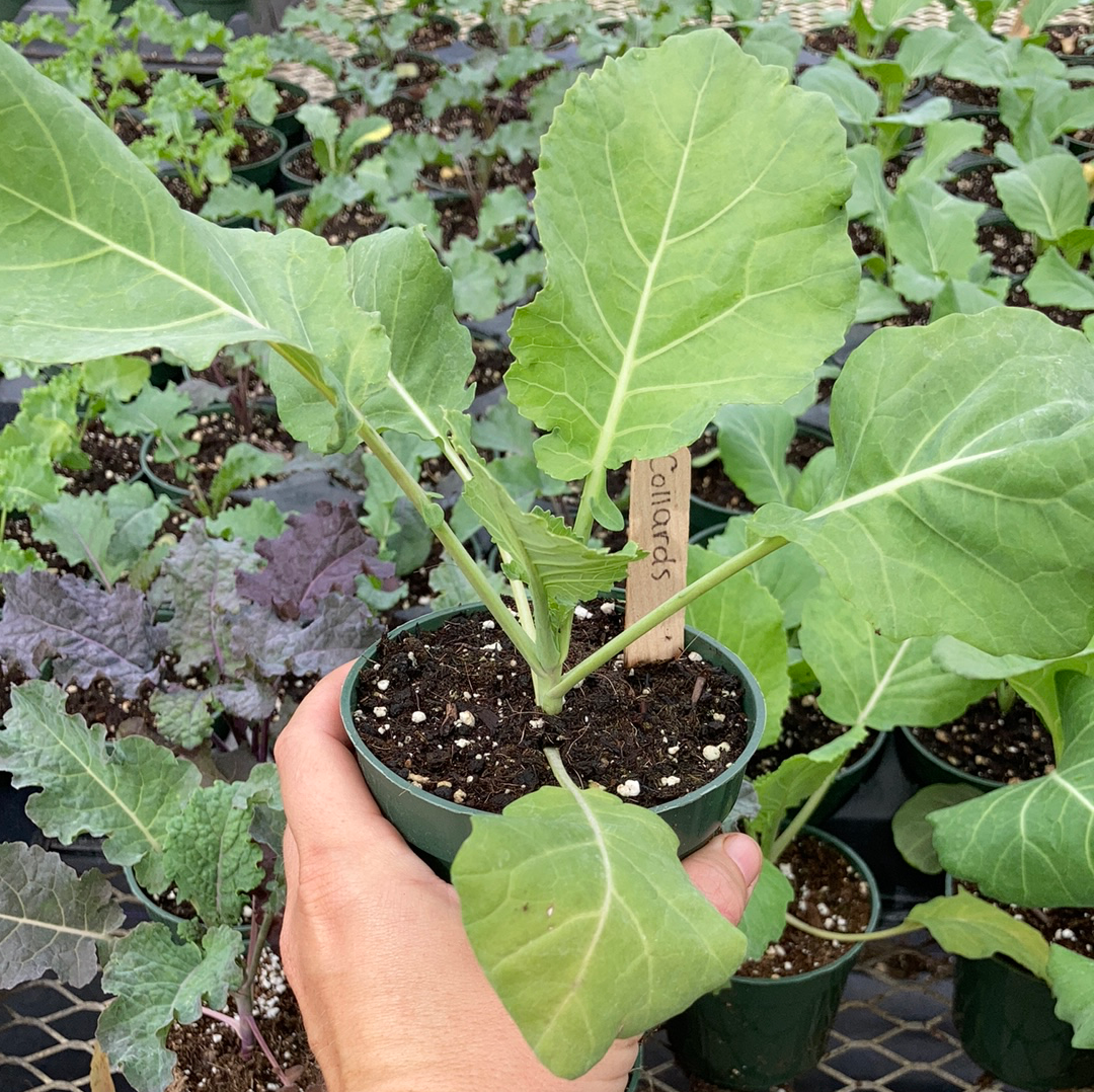 Collard Greens