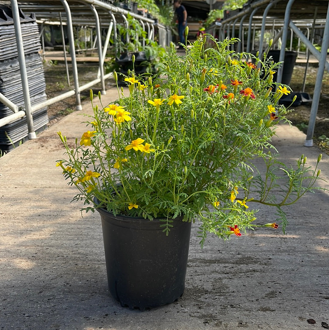 Citrus Gem Marigolds