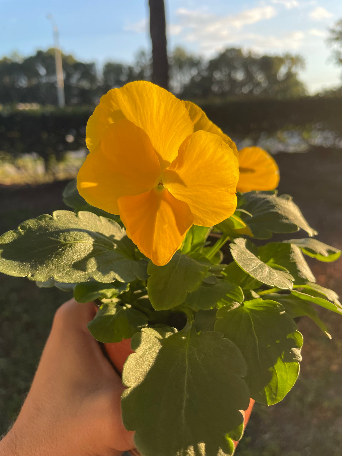 Assorted Pansy