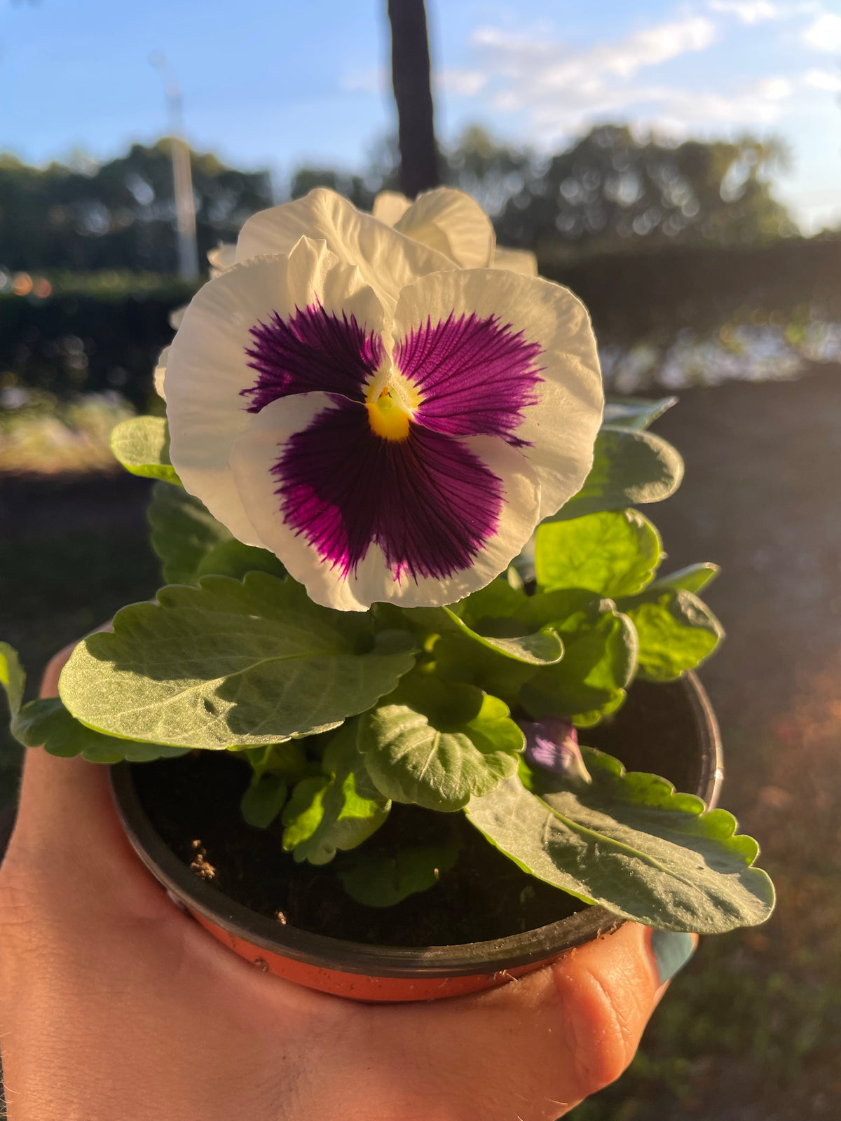 Assorted Pansy