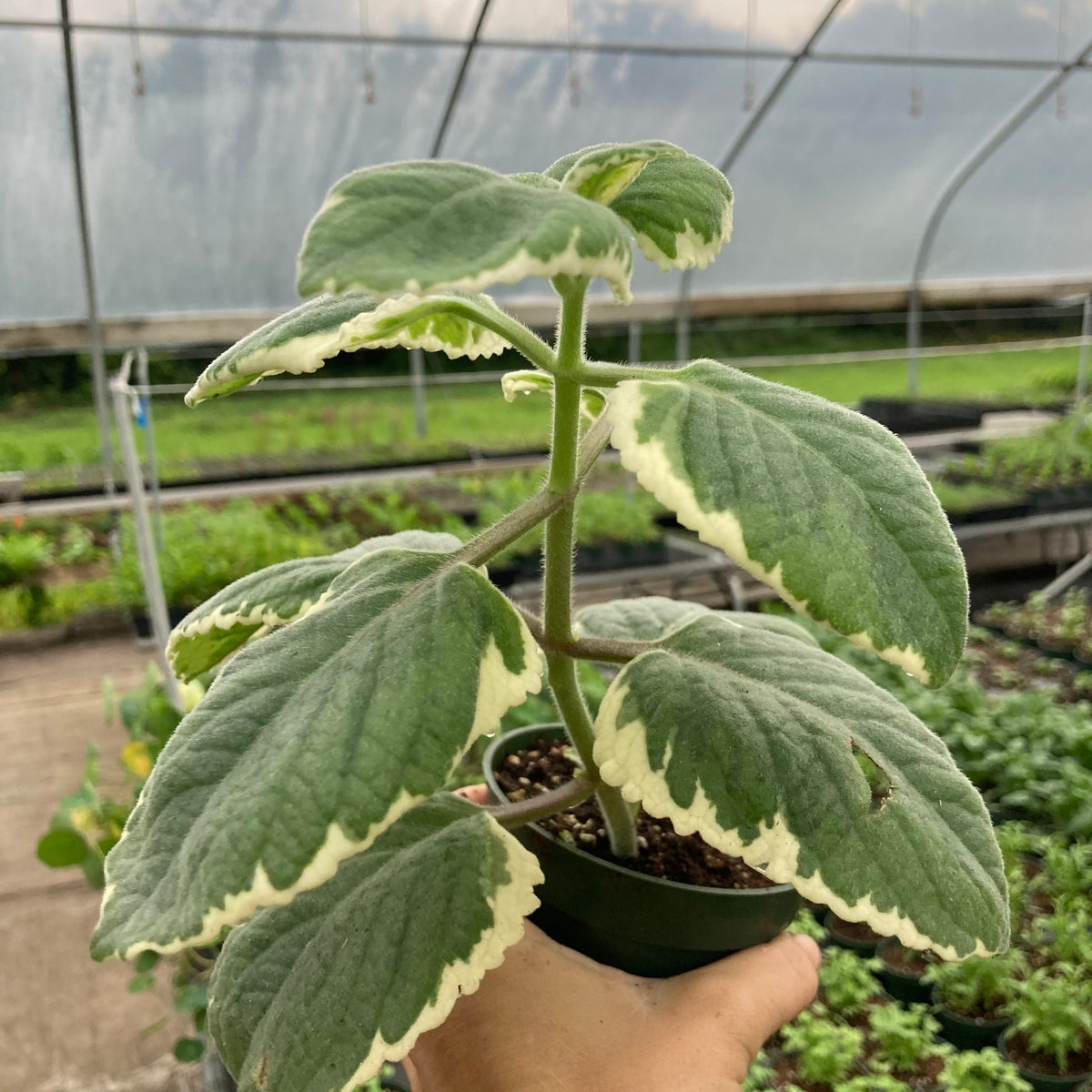 Bicolor Cuban Oregano