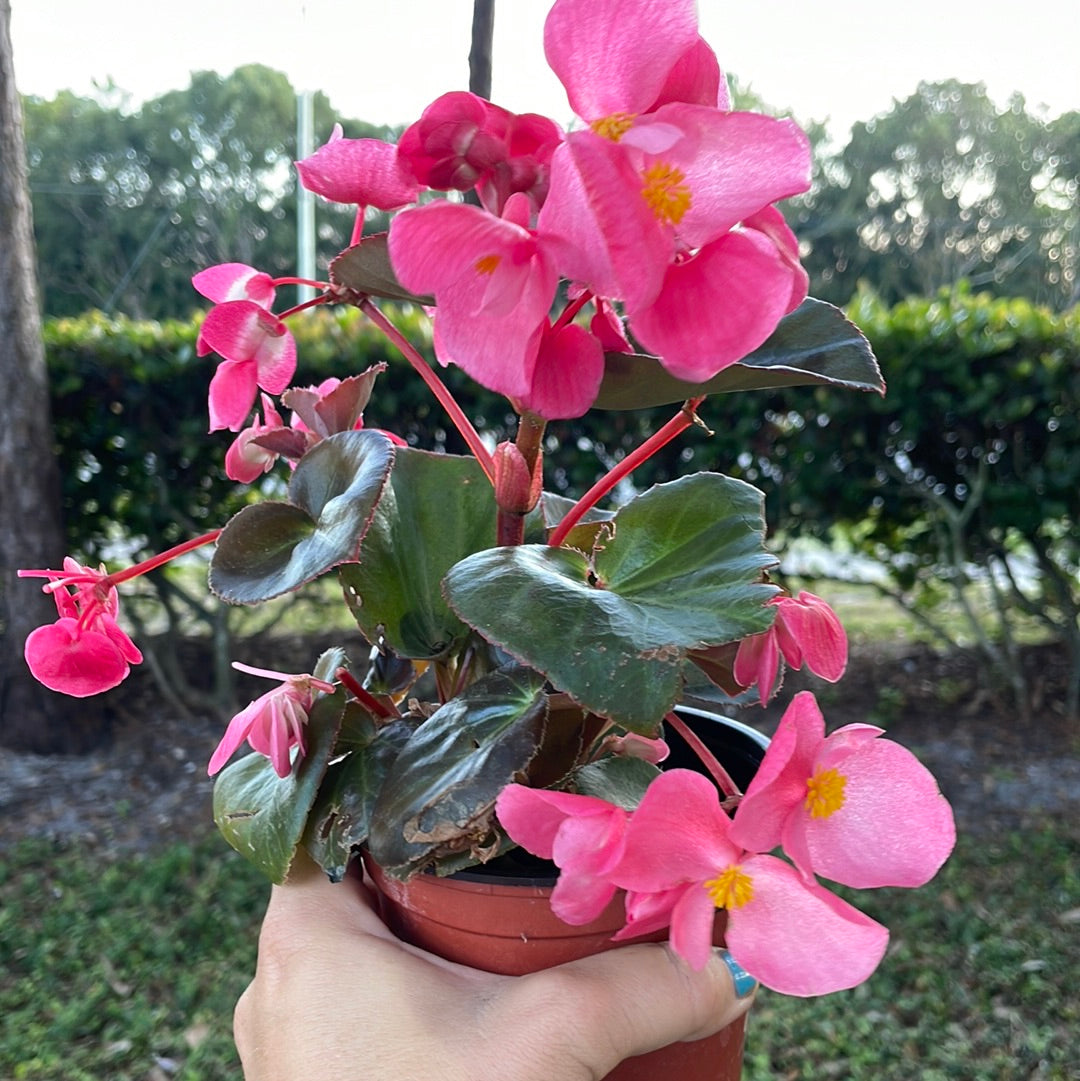 Begonias