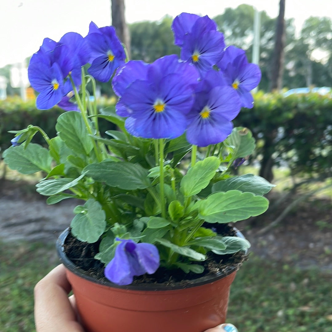 Assorted Violas