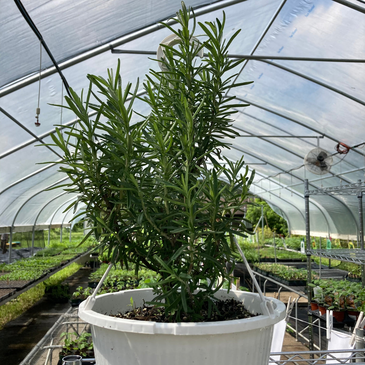 Rosemary