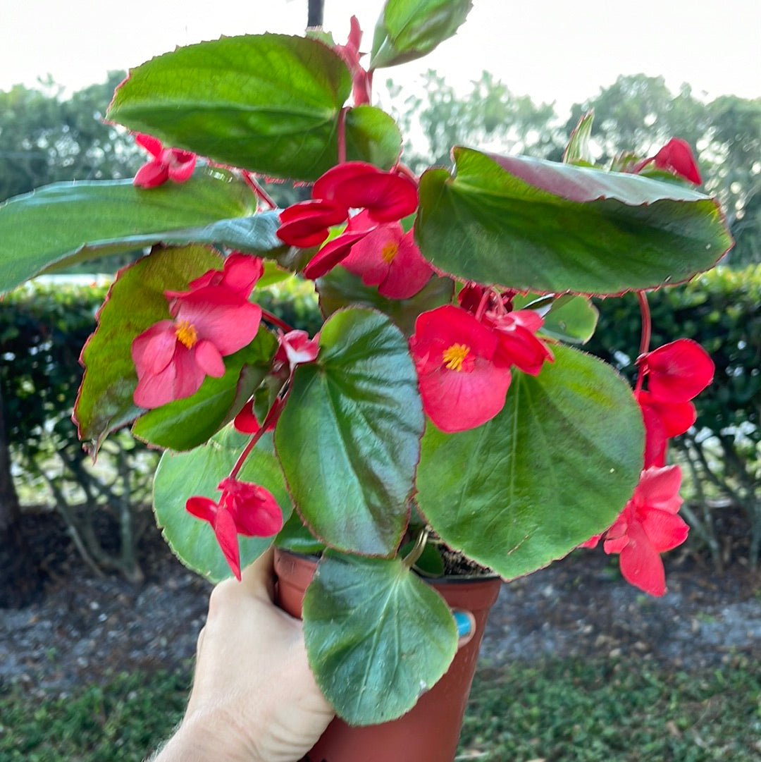Begonias