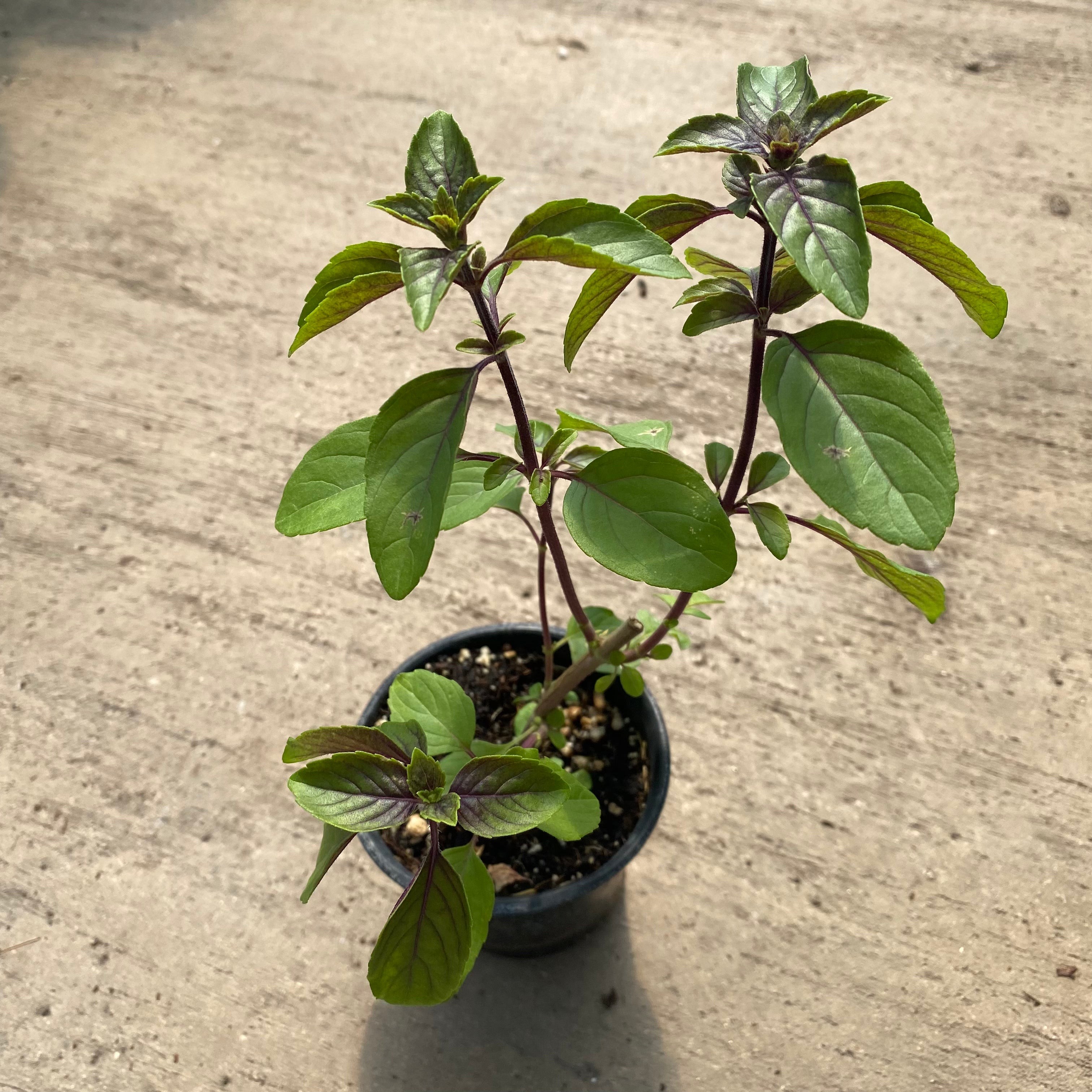 African Blue Basil