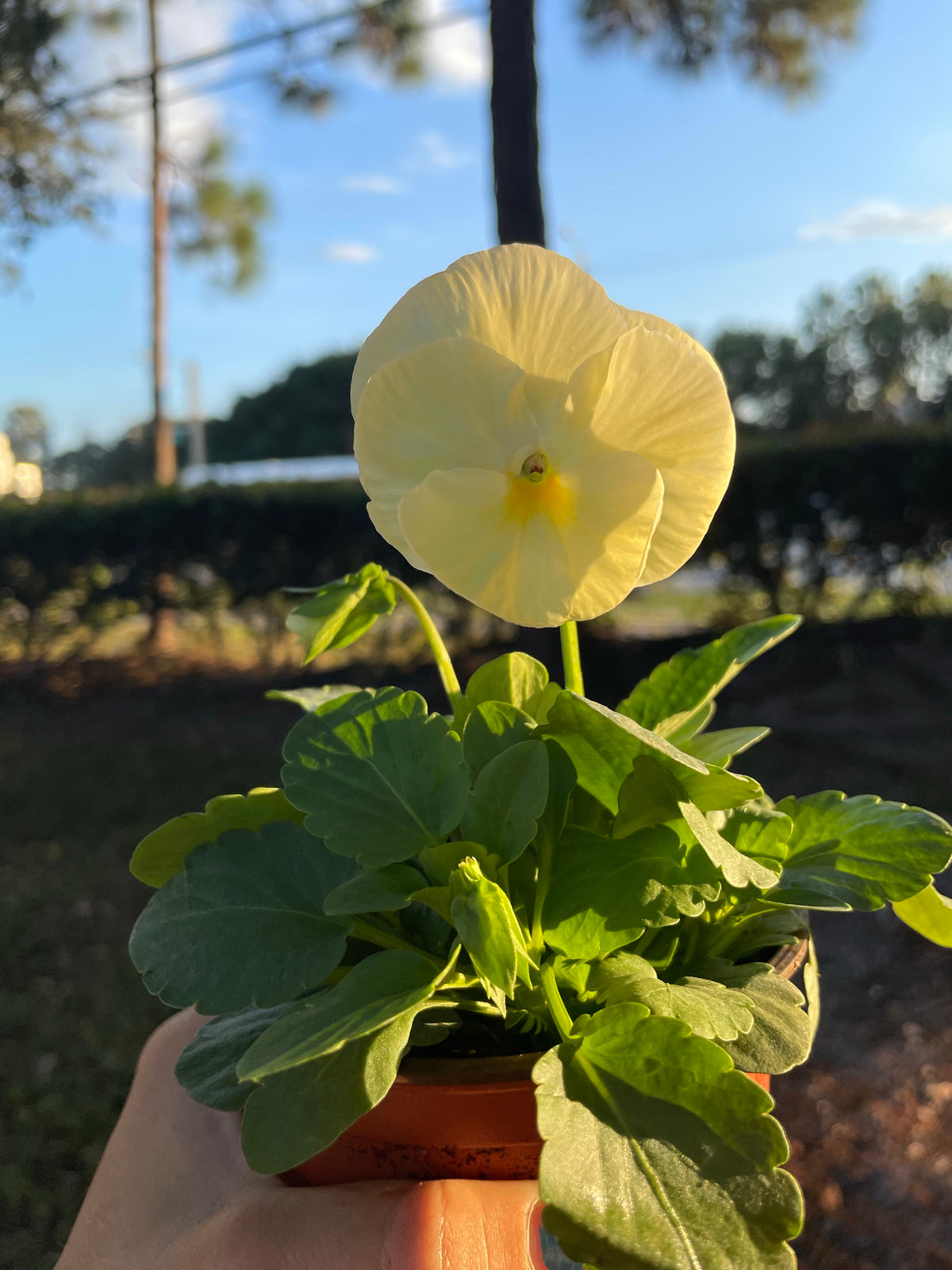 Assorted Pansy