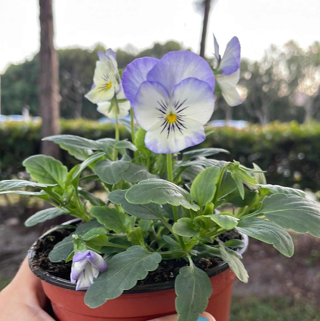 Assorted Violas