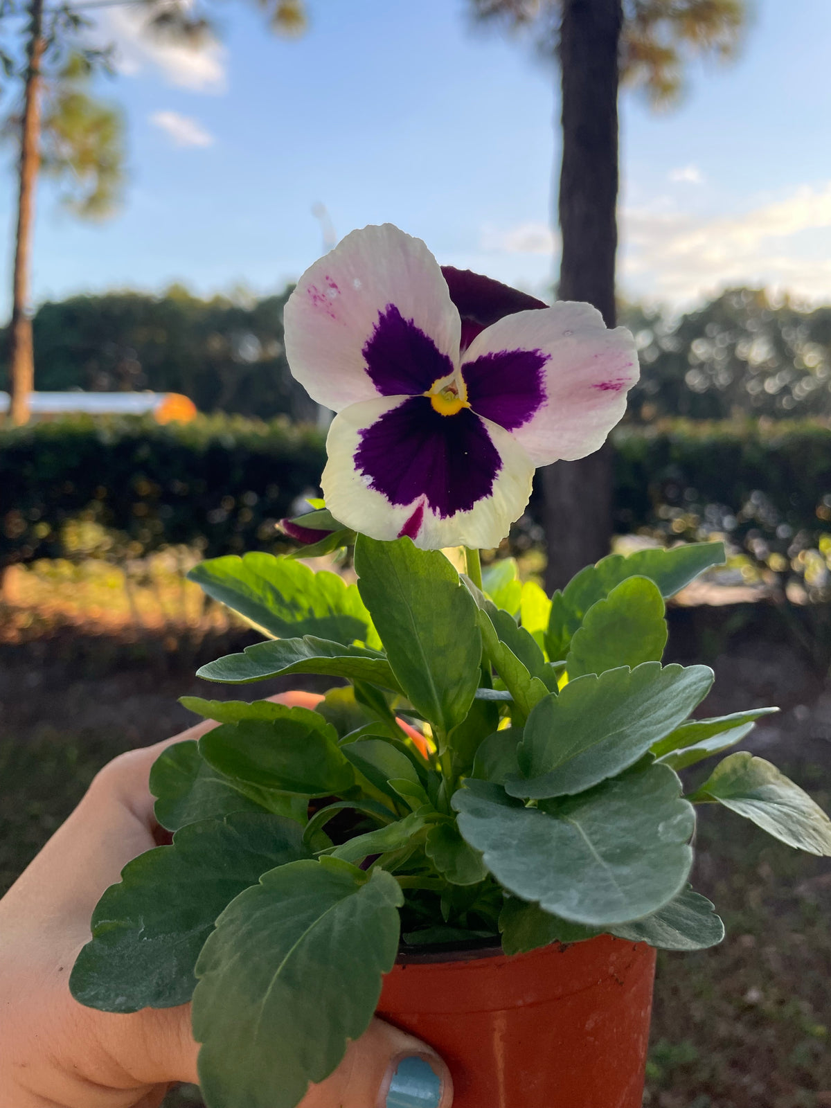 Assorted Pansy