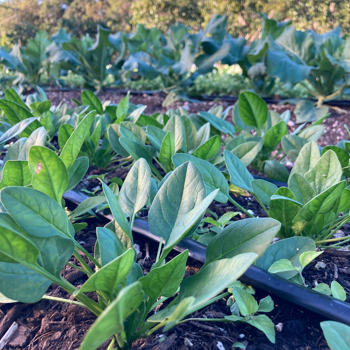 Bloomsdale Spinach Seed Packet